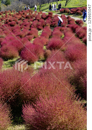 国営讃岐まんのう公園　季節の花畑 129985047