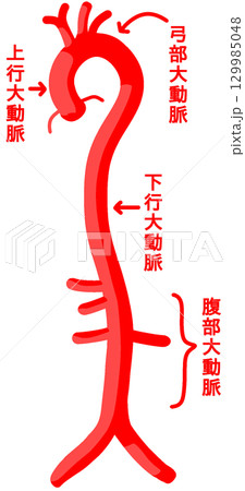 大動脈 129985048