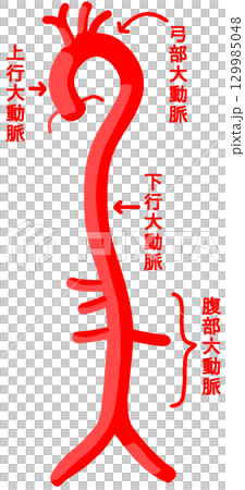 大動脈 129985048
