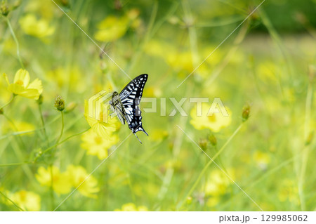 国営讃岐まんのう公園 季節の花畑 国営讃岐まんのう公園 季節の花畑 129985062
