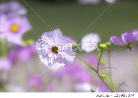 国営讃岐まんのう公園　季節の花畑 129985074