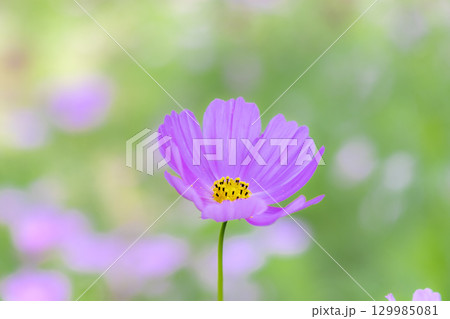 国営讃岐まんのう公園　季節の花畑 129985081