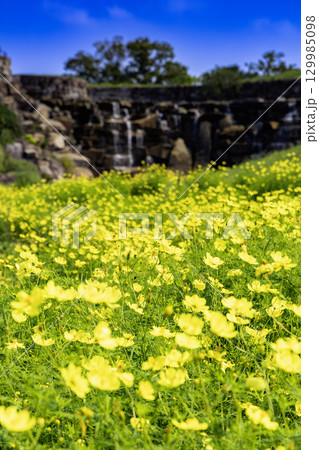 国営讃岐まんのう公園　季節の花畑 129985098
