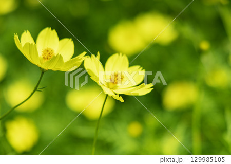 国営讃岐まんのう公園　季節の花畑 129985105