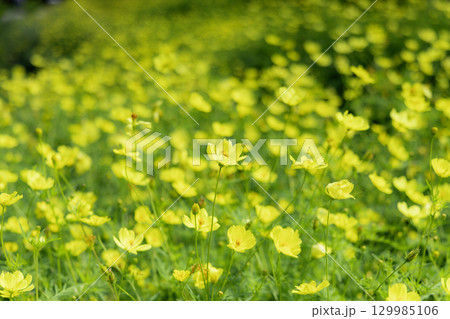 国営讃岐まんのう公園　季節の花畑 129985106