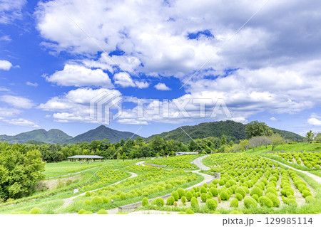 国営讃岐まんのう公園 季節の花畑 国営讃岐まんのう公園 季節の花畑 129985114