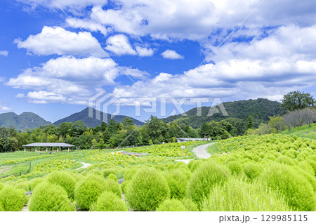 国営讃岐まんのう公園　季節の花畑 129985115