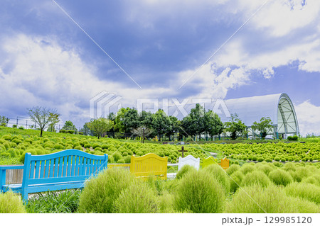 国営讃岐まんのう公園　季節の花畑 129985120