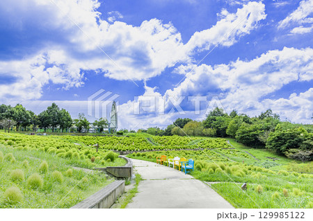 国営讃岐まんのう公園　季節の花畑 129985122