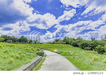 国営讃岐まんのう公園　季節の花畑 129985123