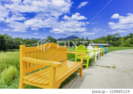 国営讃岐まんのう公園　季節の花畑 129985124