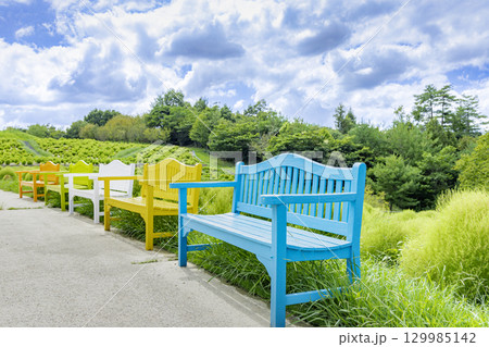 国営讃岐まんのう公園　季節の花畑 129985142