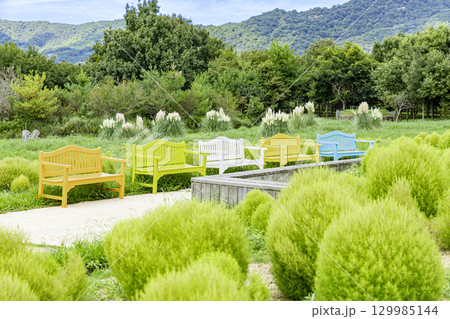 国営讃岐まんのう公園　季節の花畑 129985144