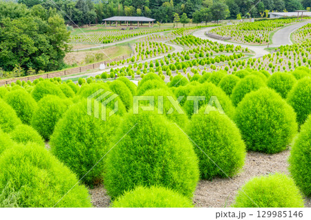 国営讃岐まんのう公園 季節の花畑 国営讃岐まんのう公園 季節の花畑 129985146