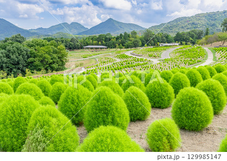 国営讃岐まんのう公園　季節の花畑 129985147