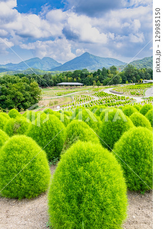 国営讃岐まんのう公園 季節の花畑 国営讃岐まんのう公園 季節の花畑 129985150