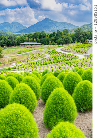 国営讃岐まんのう公園 季節の花畑 国営讃岐まんのう公園 季節の花畑 129985151