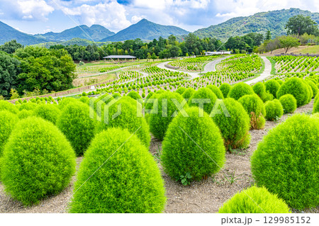 国営讃岐まんのう公園　季節の花畑 129985152