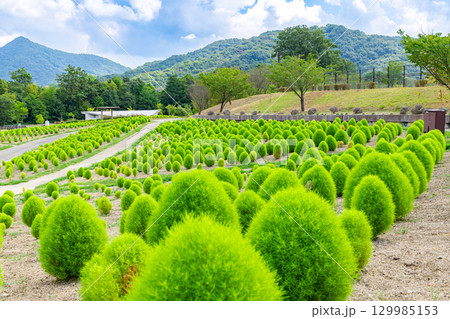 国営讃岐まんのう公園　季節の花畑 129985153