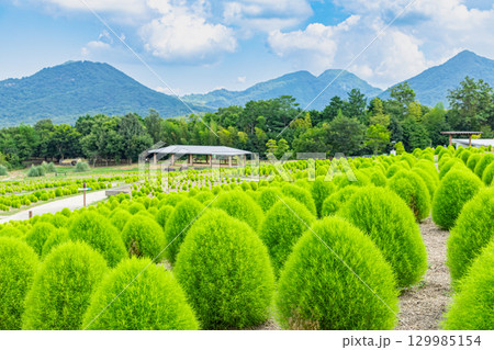国営讃岐まんのう公園　季節の花畑 129985154
