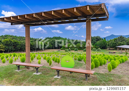 国営讃岐まんのう公園 季節の花畑 国営讃岐まんのう公園 季節の花畑 129985157