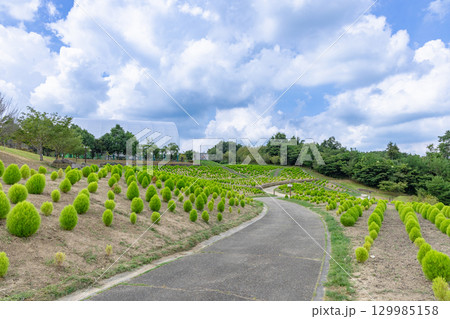 国営讃岐まんのう公園　季節の花畑 129985158