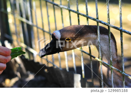 ガチョウ 129985188