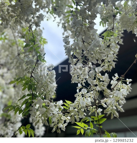 白い藤の花 白い藤の花 129985232
