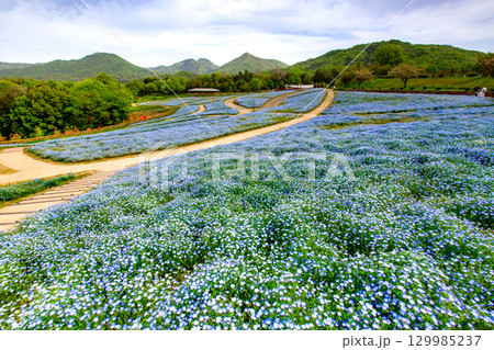 国営讃岐まんのう公園　季節の花畑 129985237