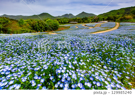 国営讃岐まんのう公園　季節の花畑 129985240