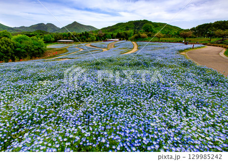 国営讃岐まんのう公園　季節の花畑 129985242