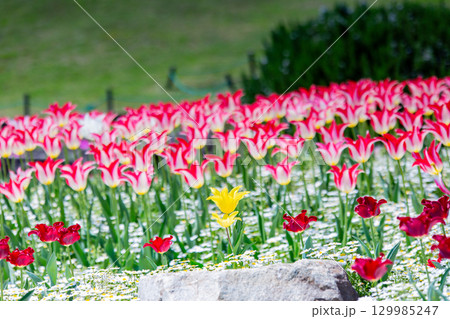 国営讃岐まんのう公園　季節の花畑 129985247
