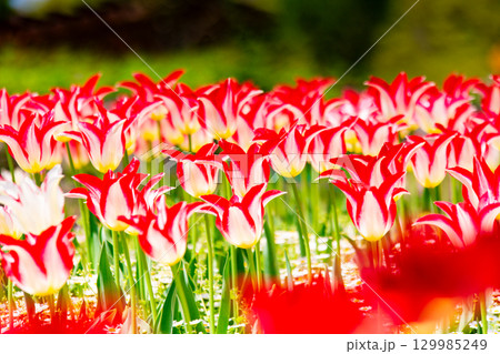 国営讃岐まんのう公園　季節の花畑 129985249