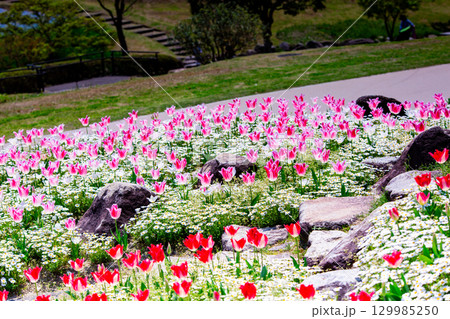 国営讃岐まんのう公園　季節の花畑 129985250