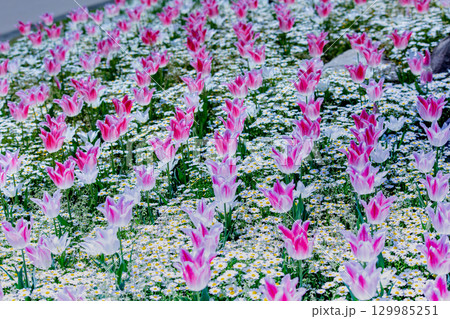 国営讃岐まんのう公園　季節の花畑 129985251