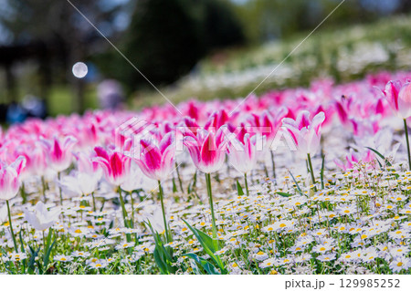 国営讃岐まんのう公園　季節の花畑 129985252