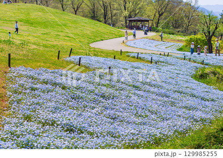 国営讃岐まんのう公園　季節の花畑 129985255