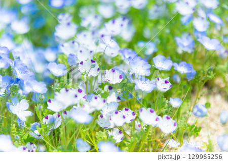 国営讃岐まんのう公園　季節の花畑 129985256