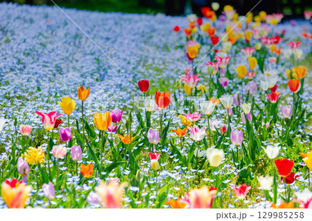 国営讃岐まんのう公園 季節の花畑 国営讃岐まんのう公園 季節の花畑 129985258