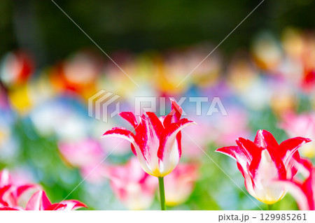 国営讃岐まんのう公園　季節の花畑 129985261