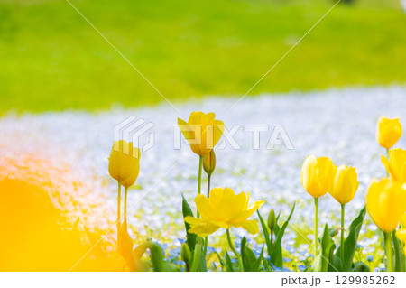 国営讃岐まんのう公園　季節の花畑 129985262