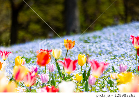 国営讃岐まんのう公園 季節の花畑 国営讃岐まんのう公園 季節の花畑 129985263