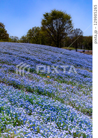 国営讃岐まんのう公園　季節の花畑 129985265