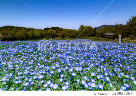 国営讃岐まんのう公園　季節の花畑 129985267