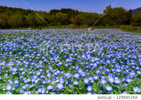 国営讃岐まんのう公園 季節の花畑 国営讃岐まんのう公園 季節の花畑 129985268
