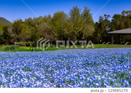 国営讃岐まんのう公園　季節の花畑 129985270