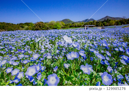 国営讃岐まんのう公園 季節の花畑 国営讃岐まんのう公園 季節の花畑 129985276