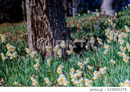 国営讃岐まんのう公園 季節の花畑 国営讃岐まんのう公園 季節の花畑 129985279
