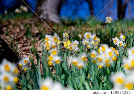 国営讃岐まんのう公園　季節の花畑 129985280