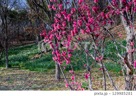 国営讃岐まんのう公園　季節の花畑 129985281